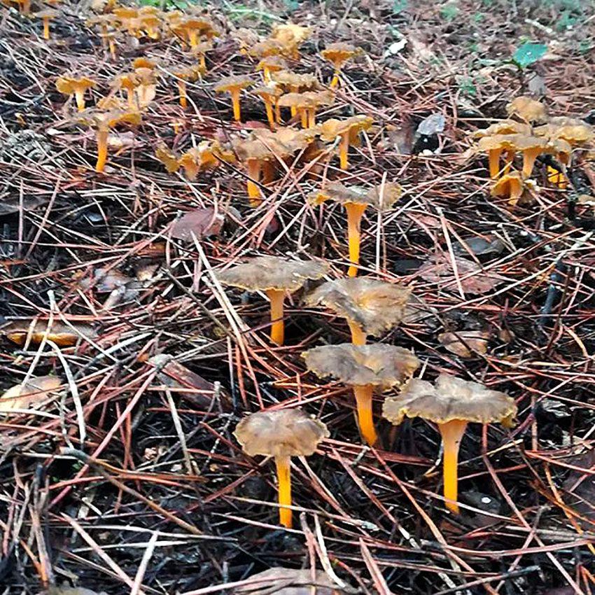 07-cantharellus-lutescens-camagroc-trompeta-amarilla