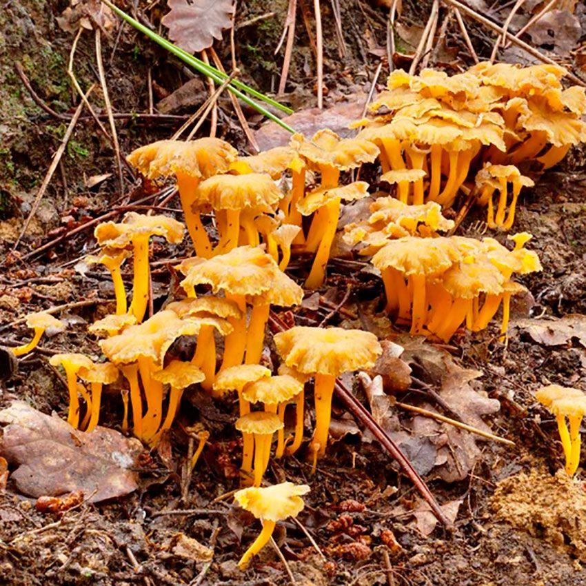 05-cantharellus-lutescens-camagroc-trompeta-amarilla
