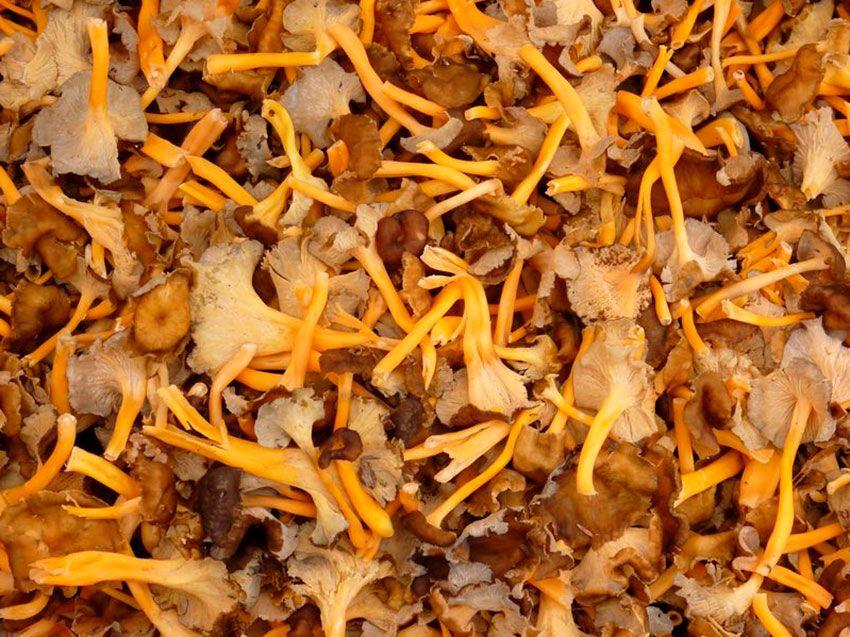 04-cantharellus-lutescens-camagroc-trompeta-amarilla