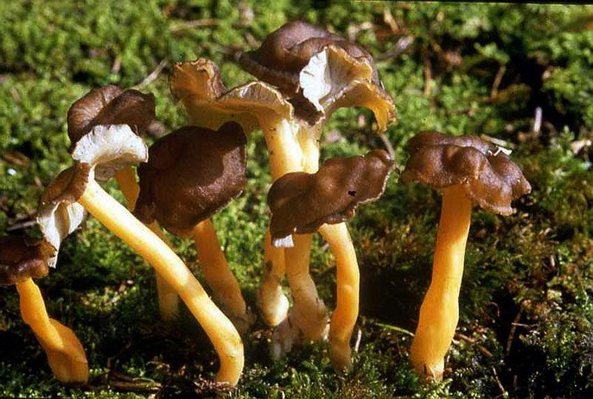 03-cantharellus-lutescens-camagroc-trompeta-amarilla