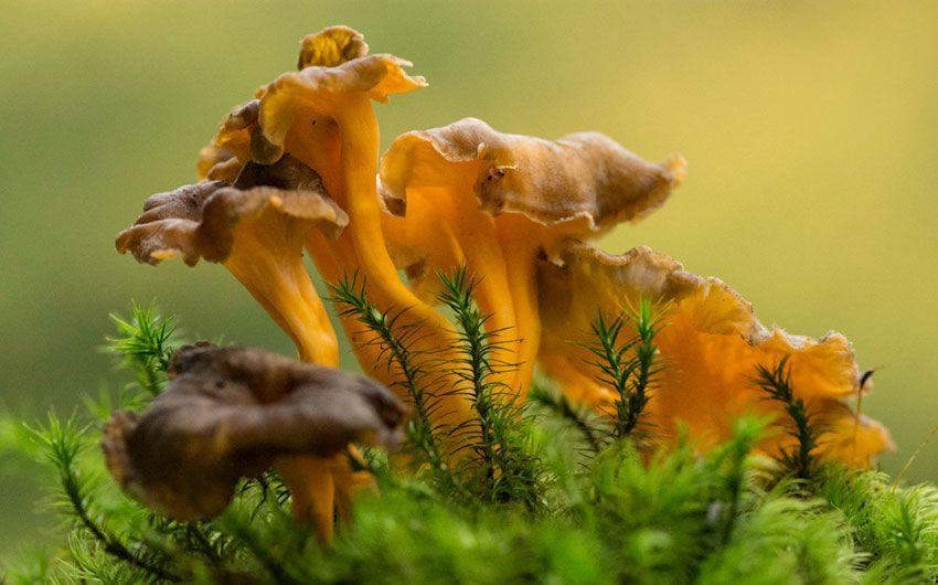 02-cantharellus-lutescens-camagroc-trompeta-amarilla