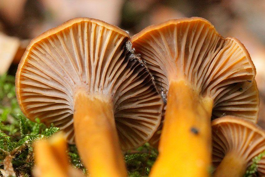 cantharellus tubaeformis - la casa de las setas