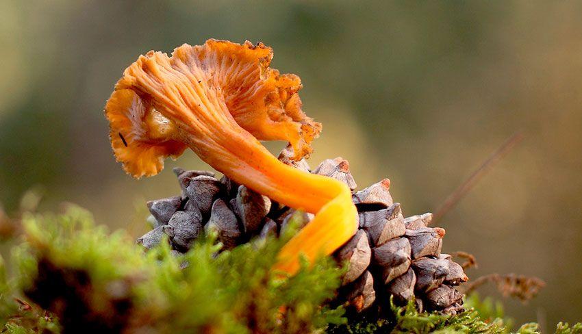 camagroc-cantharellus lutescens-angula de monte-la casa de las setas