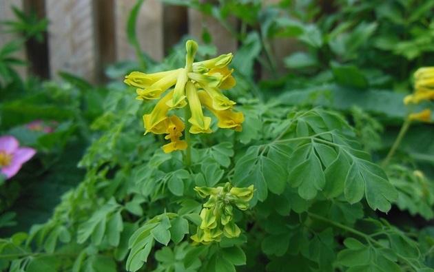 Corydalis Lutea