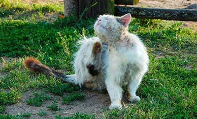 mi gato tiene sarna
