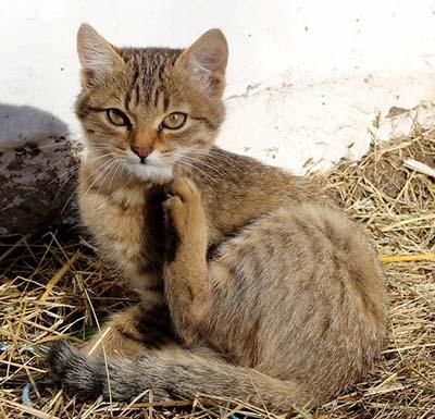 mi gato tiene pulgas