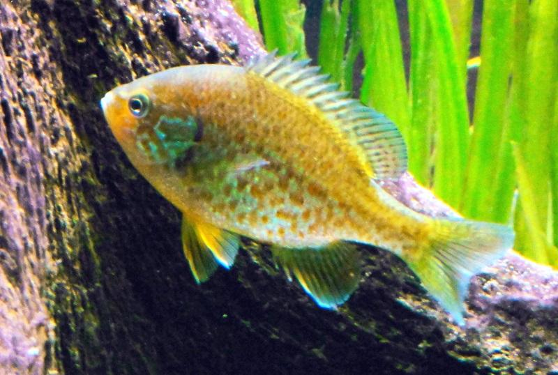 percasol acuario, Lepomis gibbosus