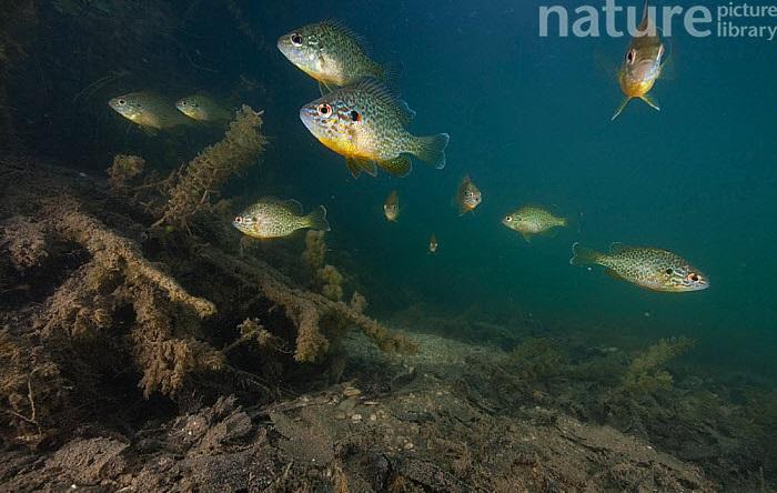 percasol, pez calabaza