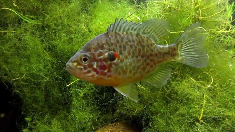 percasol, Lepomis gibbosus