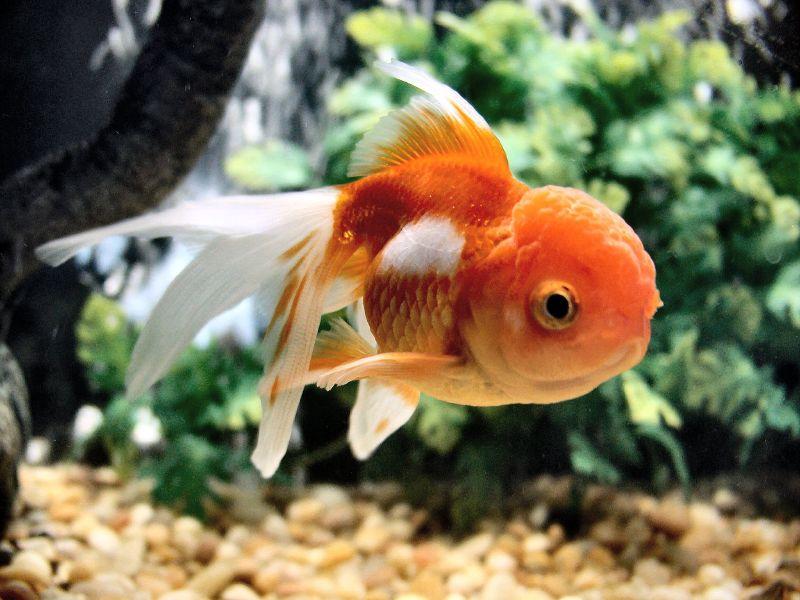 cuantos peces goldfish puedo meter en un acuario