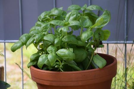 albahaca en maceta
