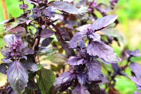 albahaca purpura