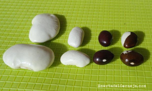 cuatro tipos distintos de legumbres