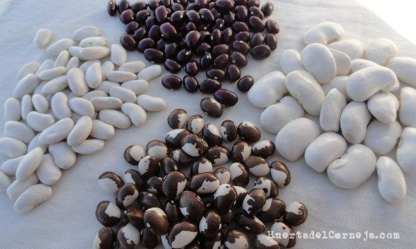 Judías y pipos de la huerta