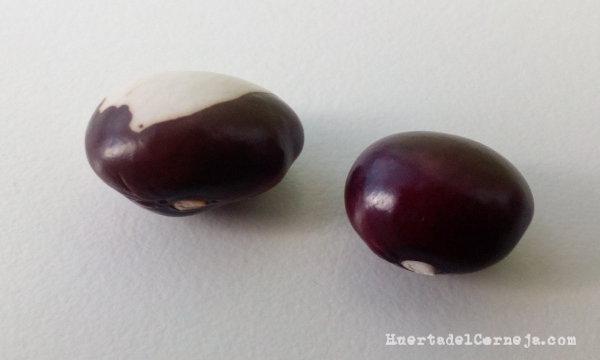 pipo careto y morado