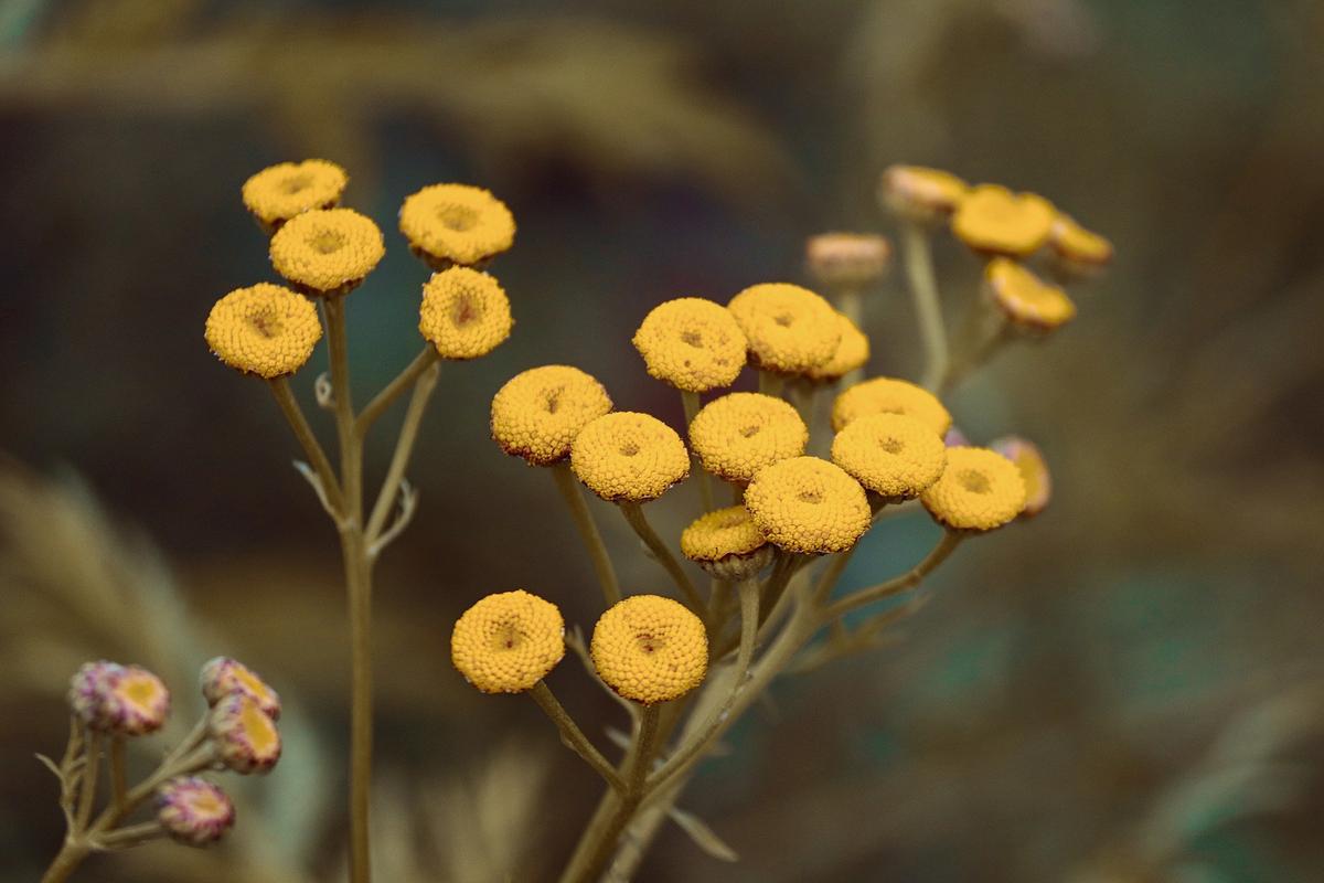 7 plantas que atraen a depredadores a la huerta | Plantas