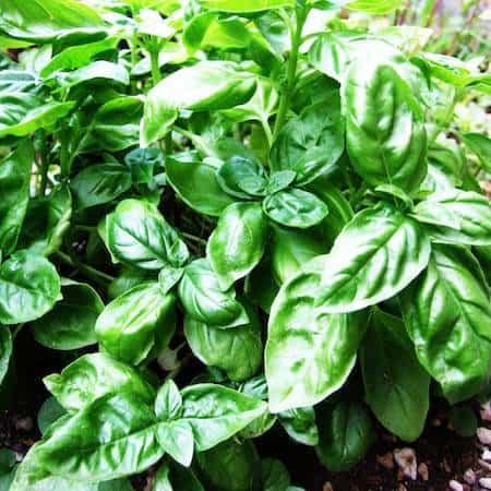 Aceite esencial de albahaca usos