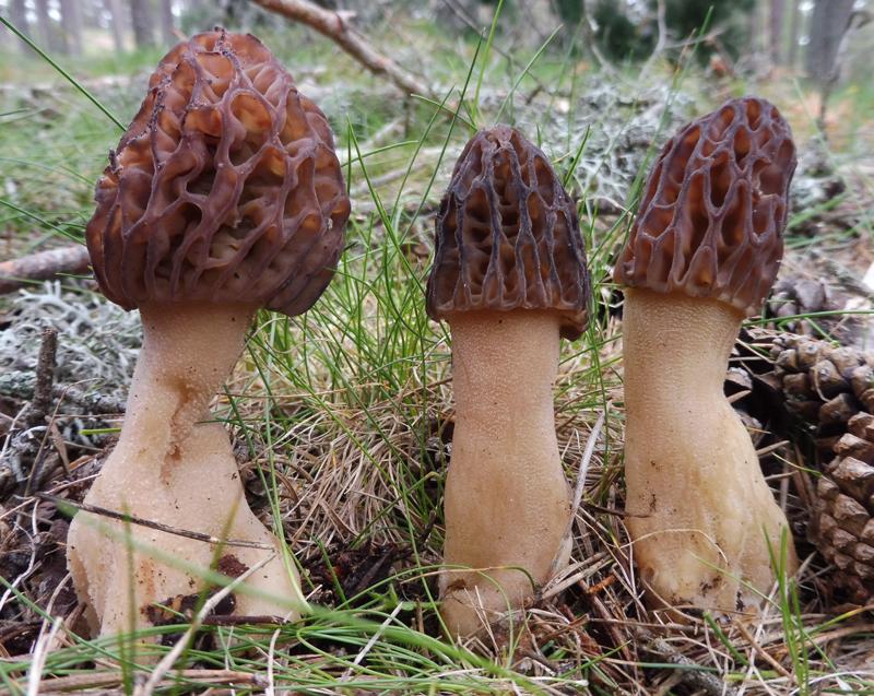 Morchella purpurascens