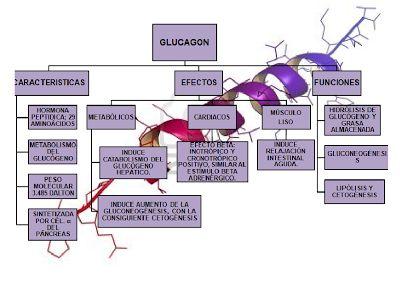 Funciones del glucagón