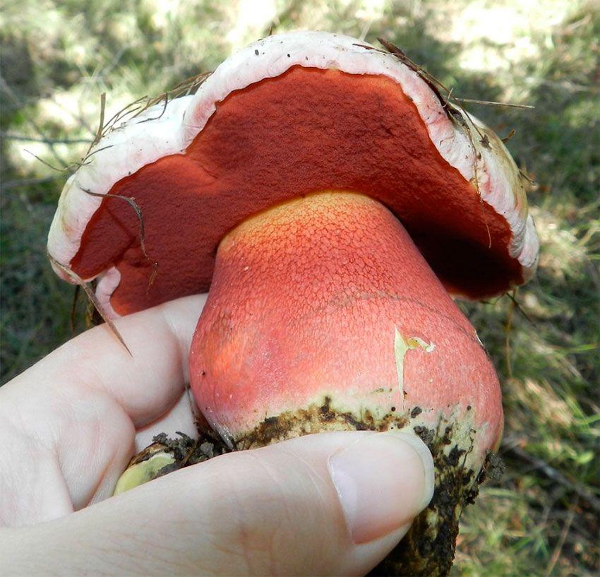 12-boletus-satanas—boleto-de-satan