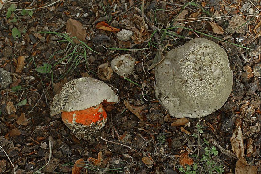 11-boletus-satanas—boleto-de-satan