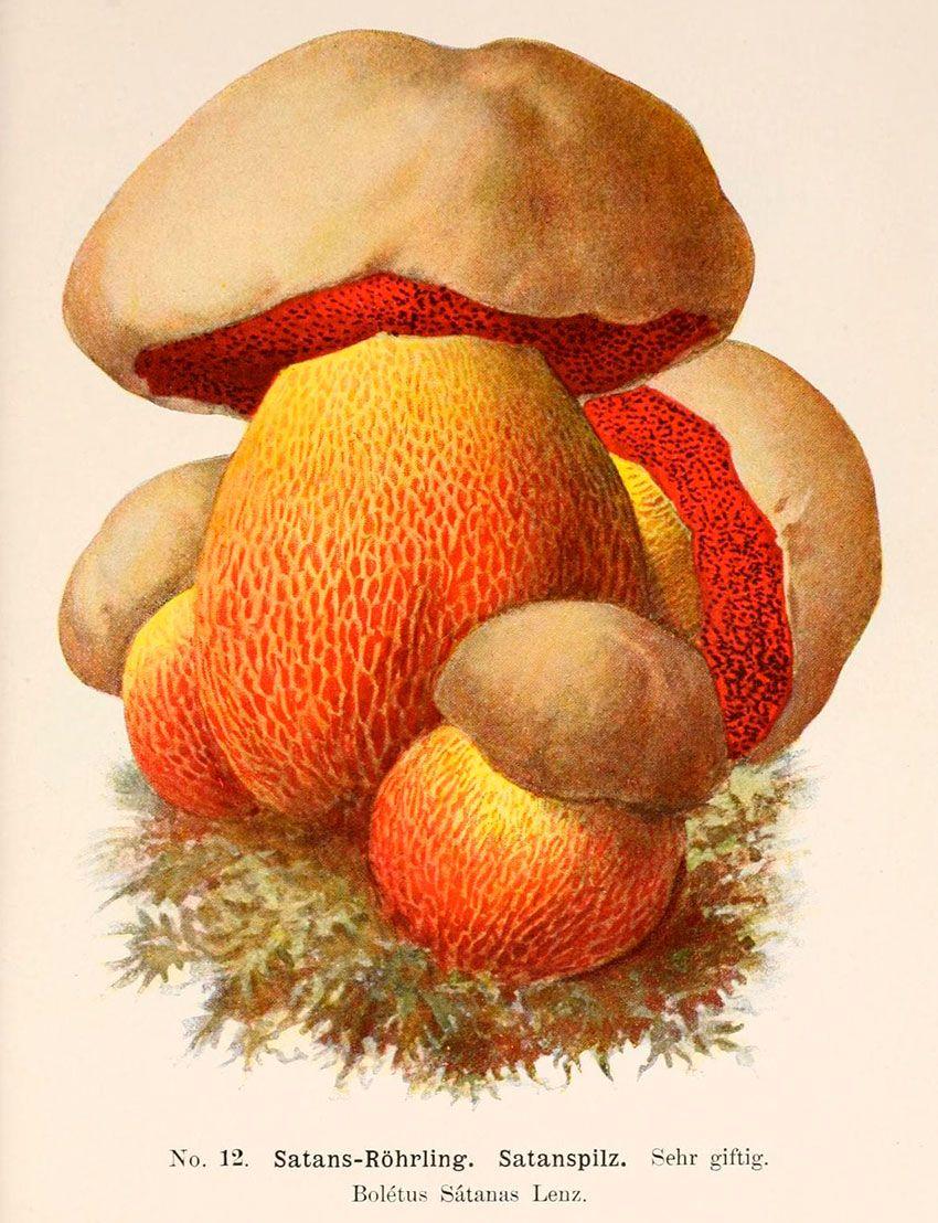 10-boletus-satanas—boleto-de-satan