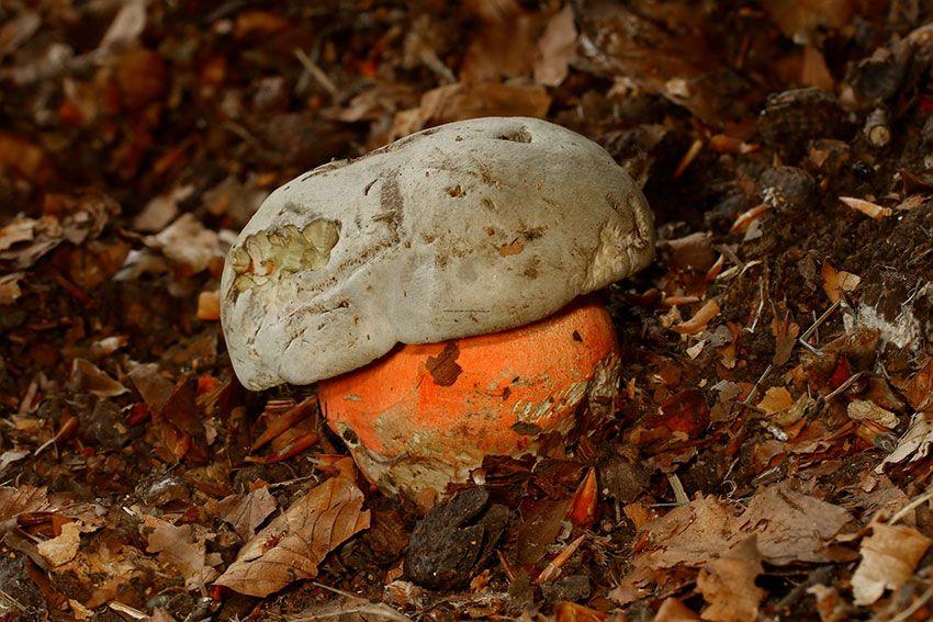 09-boletus-satanas—boleto-de-satan