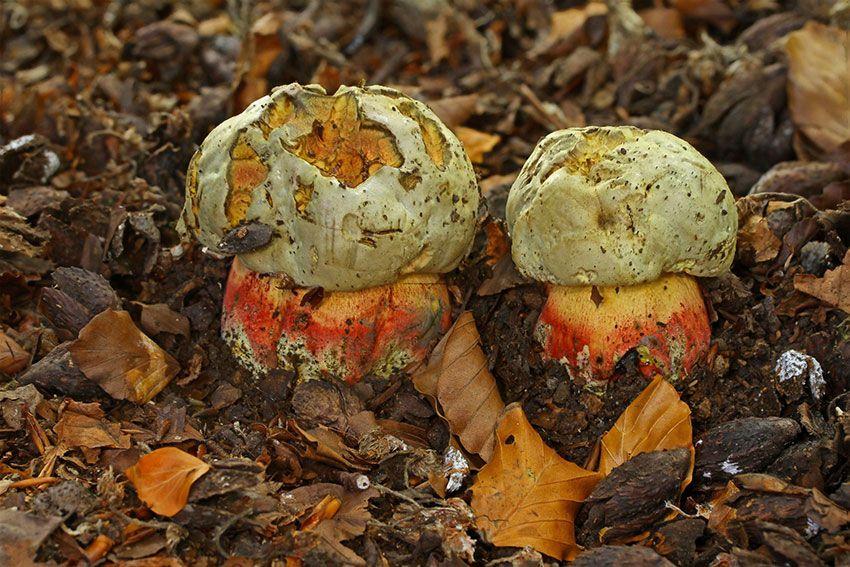 08-boletus-satanas—boleto-de-satan