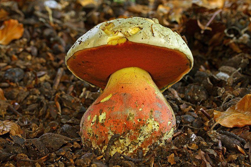 07-boletus-satanas—boleto-de-satan