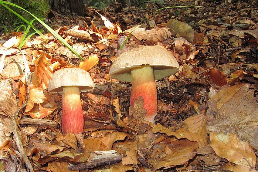 05-boletus-satanas—boleto-de-satan
