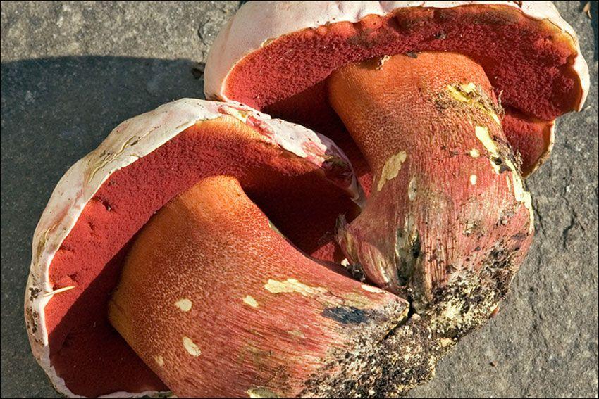 03-boletus-satanas—boleto-de-satan