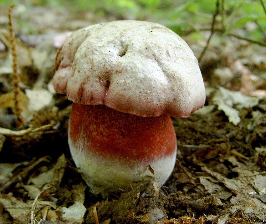 02-boletus-satanas—boleto-de-satan