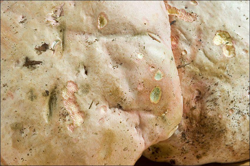 boletus satanas - la casa de las setas