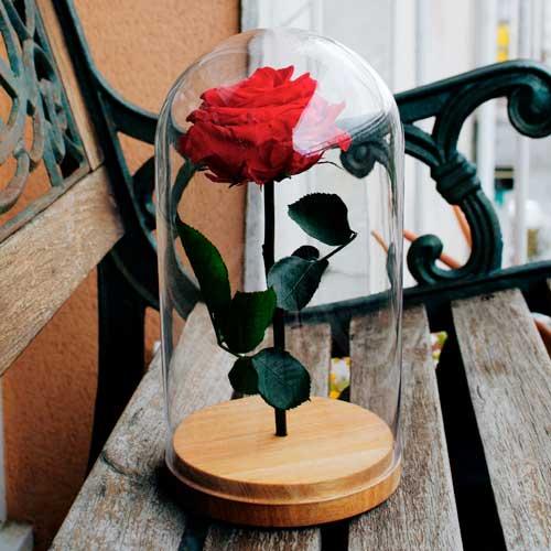 rosa bella y bestia preservada