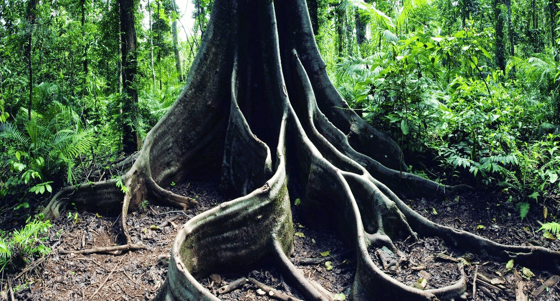 ANTIGUAS SELVAS TROPICALES