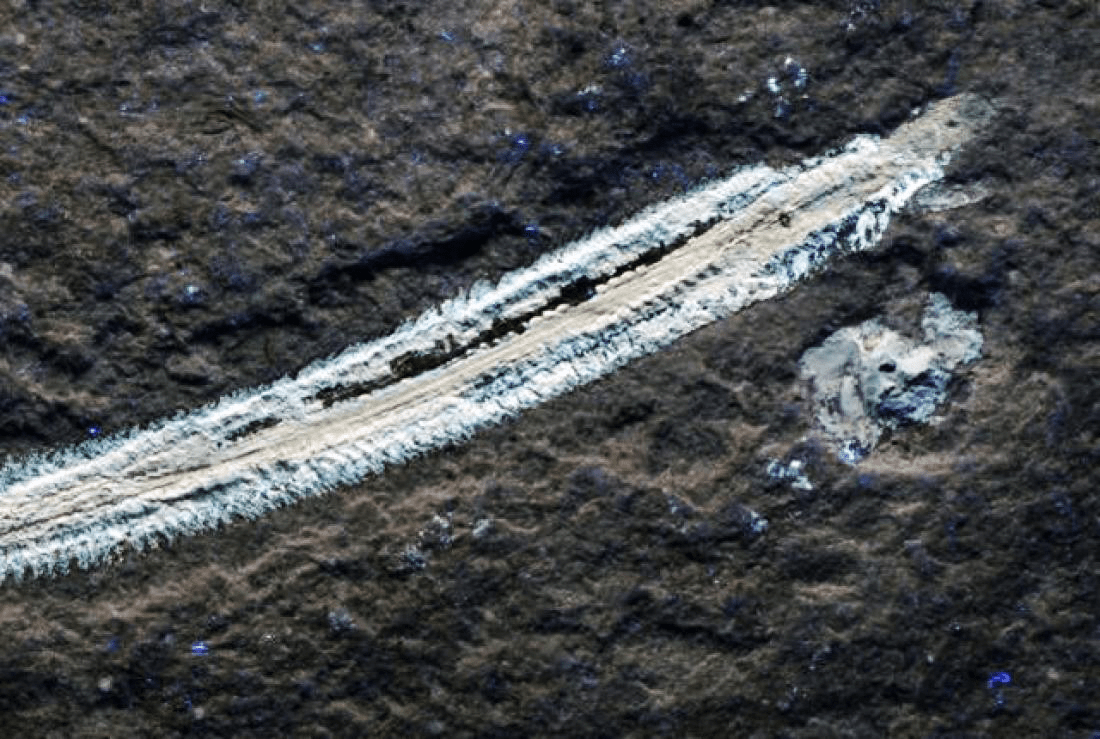 EL GUSANO MÁS ANTIGUO DEL MUNDO