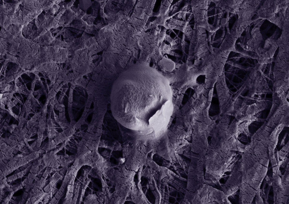 BACTERIAS PELIGROSAS