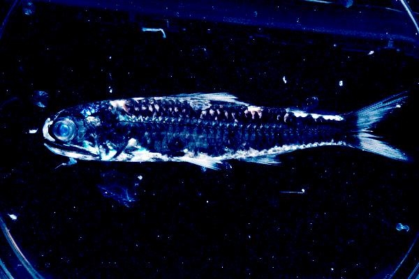 Familia del pez linterna