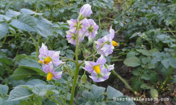 flor de patatas 