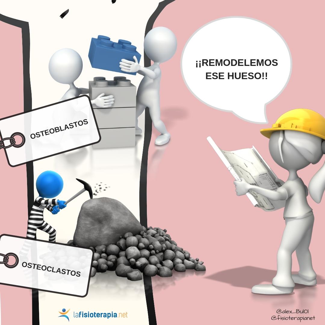construccion y destruccion de hueso