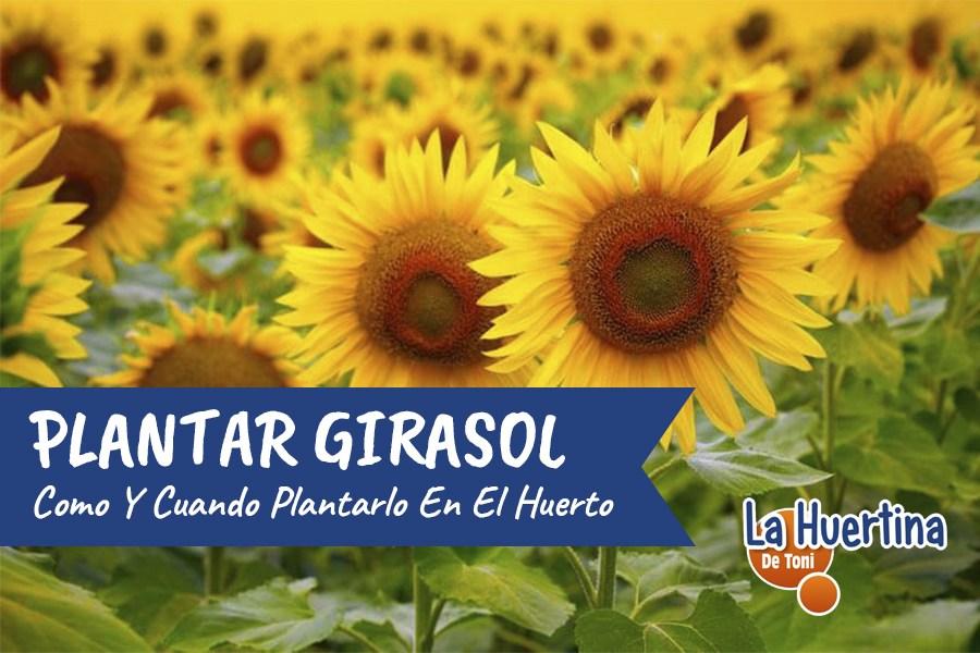 Cómo y cuándo plantar girasoles en el huerto (consejos y trucos) | Plantas