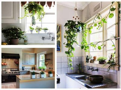 17 ideas prácticas para decorar la cocina con plantas y darle un