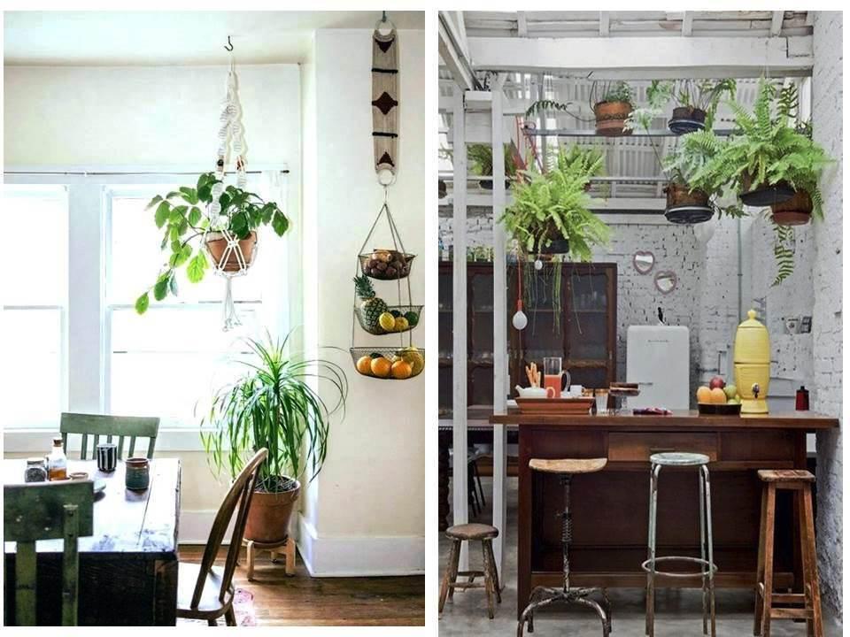 Bellas ideas de plantas para decorar la cocina | Plantas