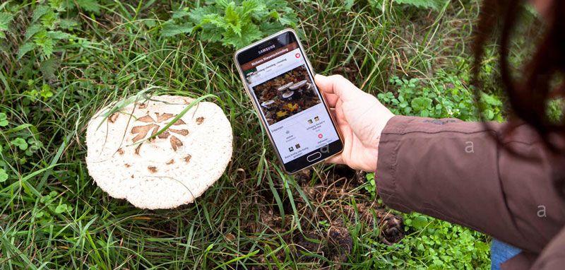 Las mejores aplicaciones para buscar setas 2019