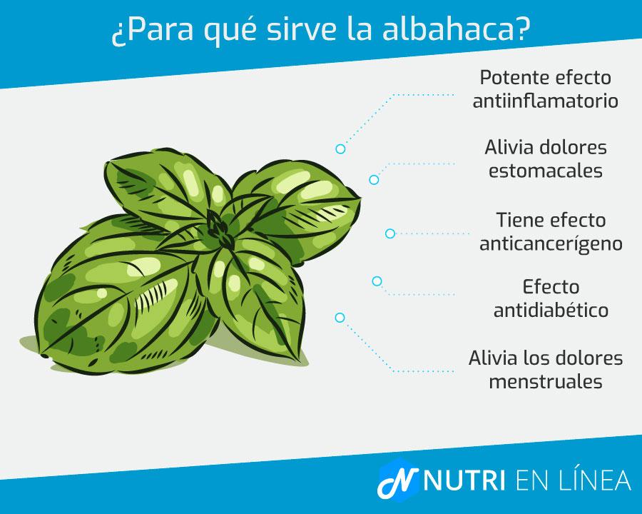 para que sirve la albahaca infografia