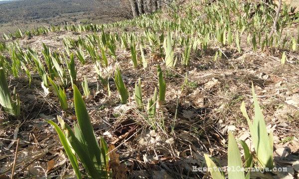 Lirios a finales del invierno