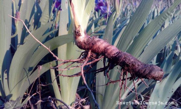 Rizoma de lirio común