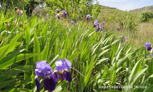 Nuestros lirios en flor