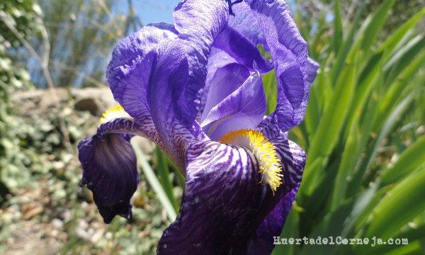 Flor de lirio con tépalos, láminas estilares y estambre