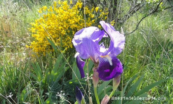 Lirios en la linde de la huerta